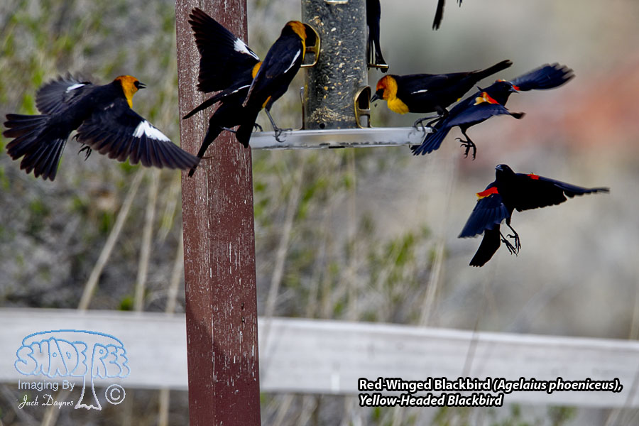 Red-Winged Blackbird - Agelaius phoeniceus