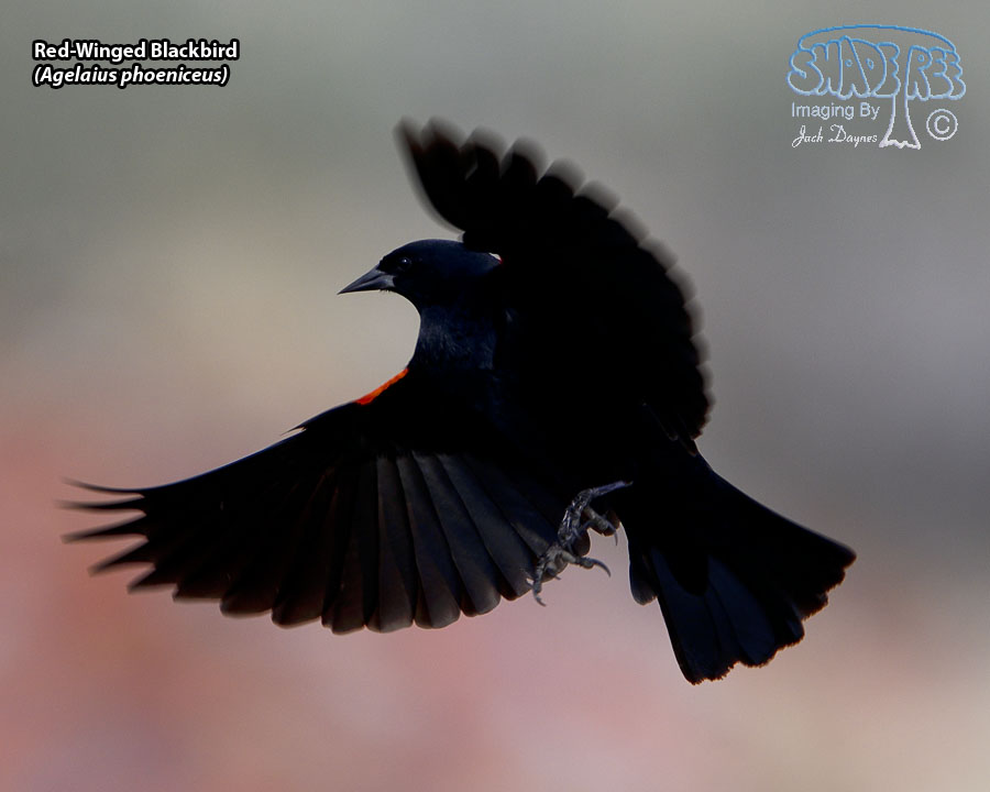 Red-Winged Blackbird - Agelaius phoeniceus