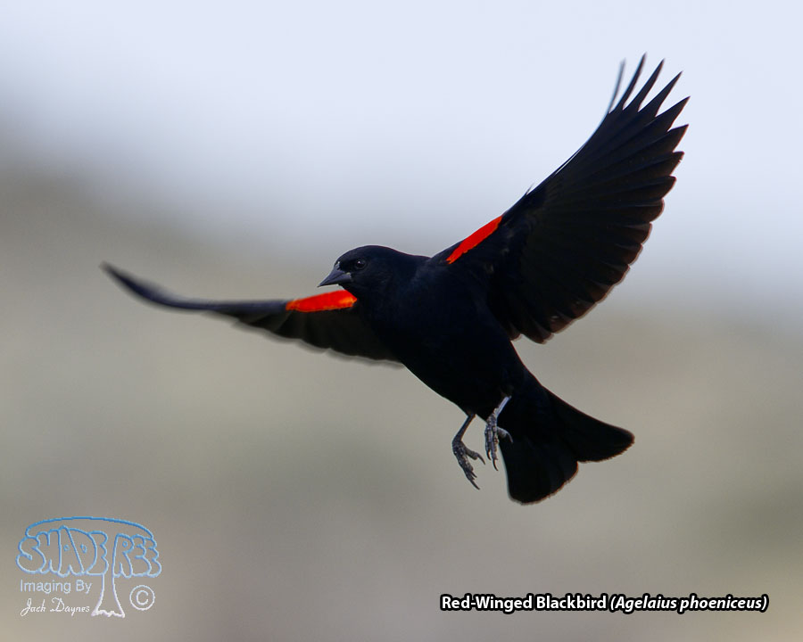 Red-Winged Blackbird - Agelaius phoeniceus