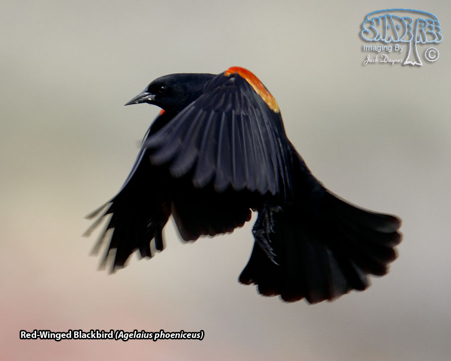 Red-Winged Blackbird - Agelaius phoeniceus