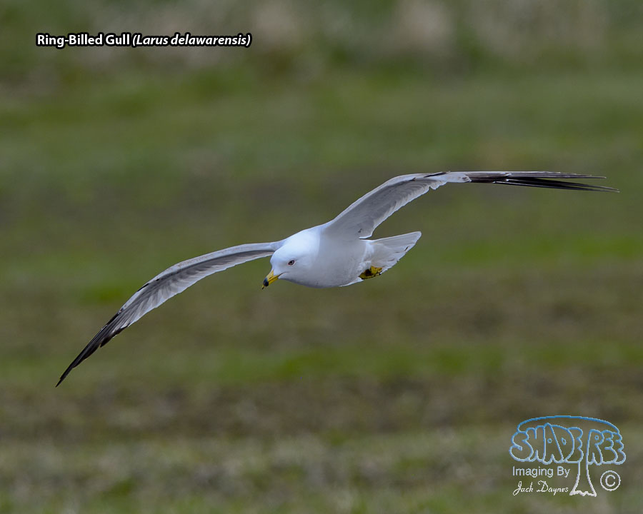 Ring-Billed Gull - Larus delawarensis