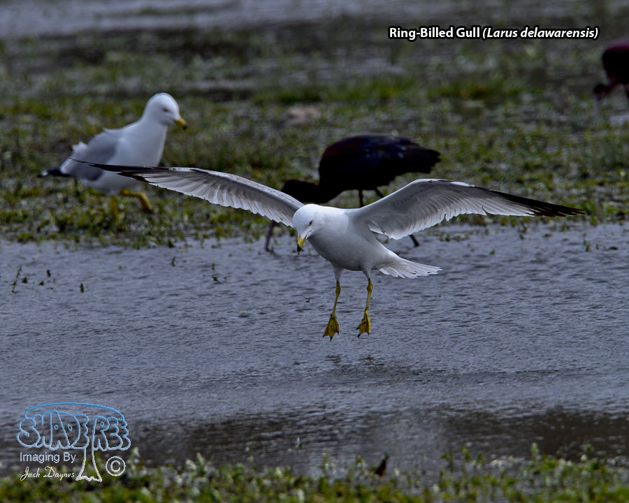 Ring-Billed Gull - Larus delawarensis
