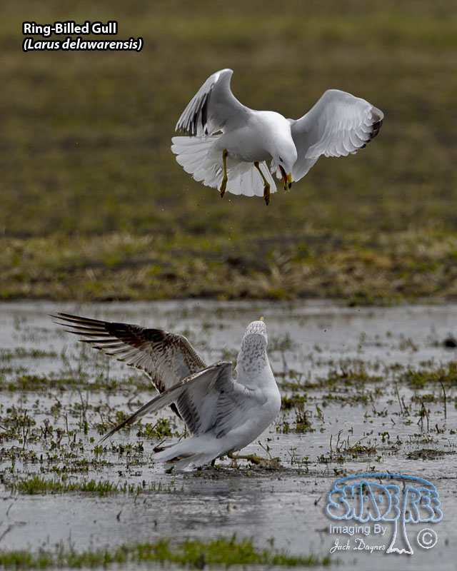 Ring-Billed Gull - Larus delawarensis