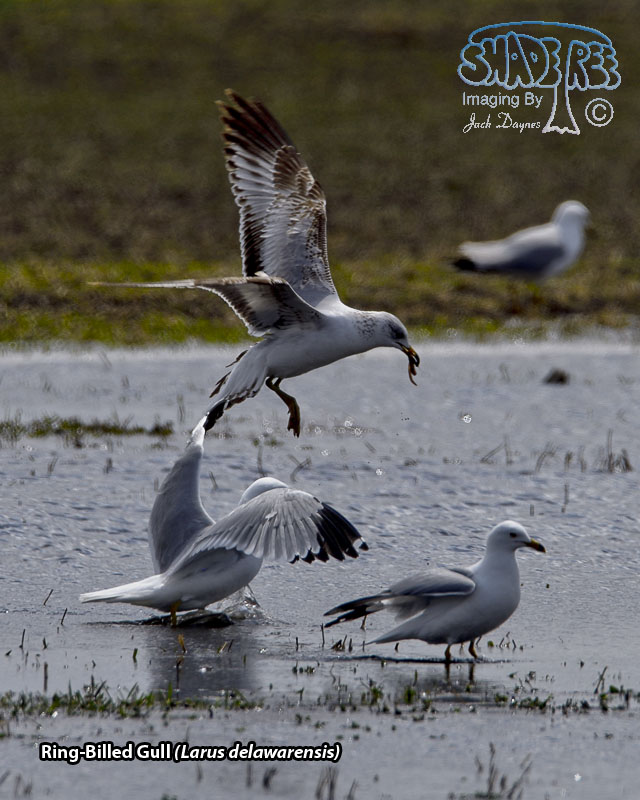 Ring-Billed Gull - Larus delawarensis