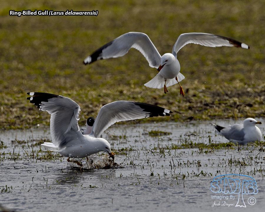 Ring-Billed Gull - Larus delawarensis