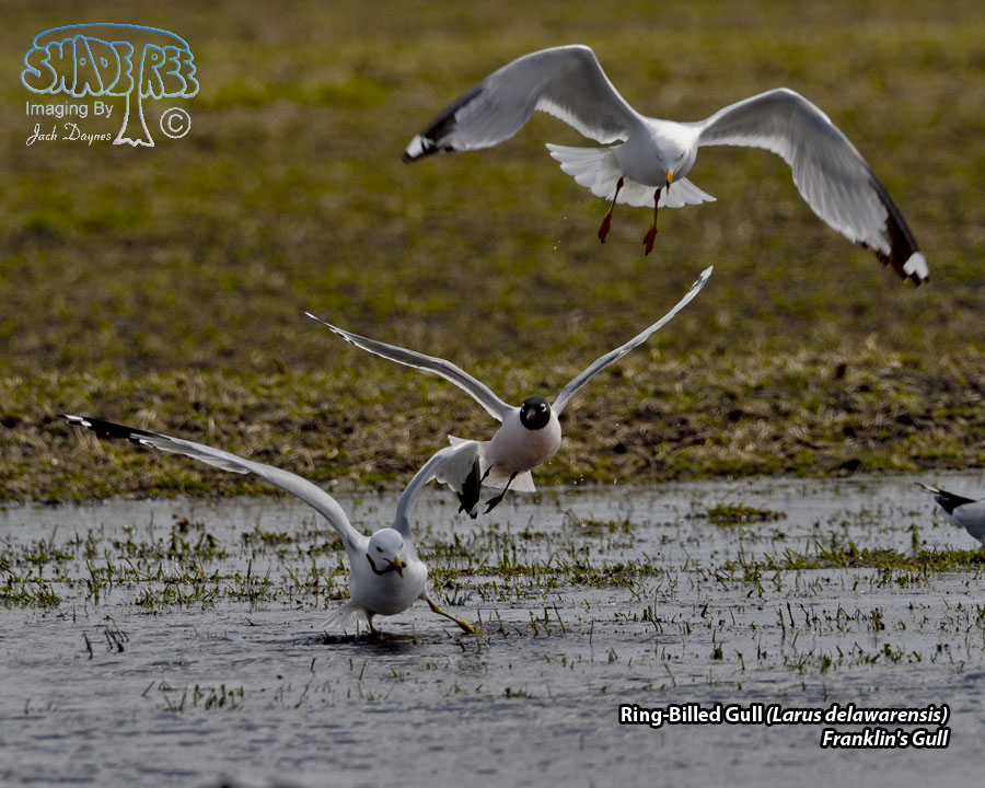 Ring-Billed Gull - Larus delawarensis