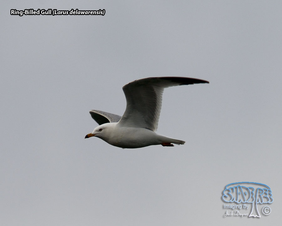 Ring-Billed Gull - Larus delawarensis