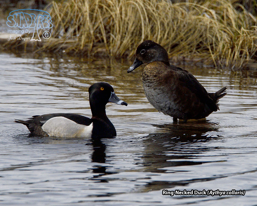 Ring-Necked Duck - Aythya collaris