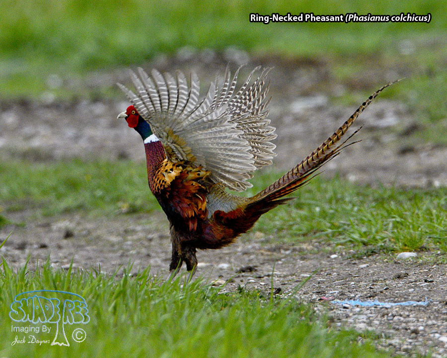 Ring-Necked Pheasant - Phasianus colchicus