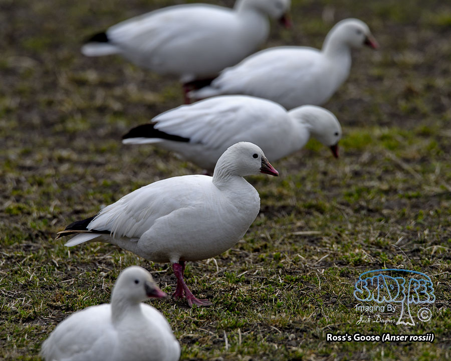 Ross's Goose - Anser rossii