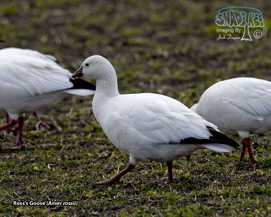 Ross's Goose - Anser rossii