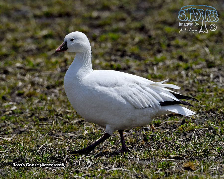 Ross's Goose - Anser rossii