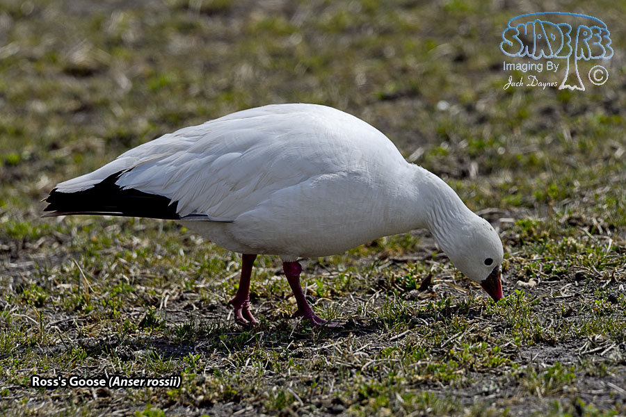 Ross's Goose - Anser rossii