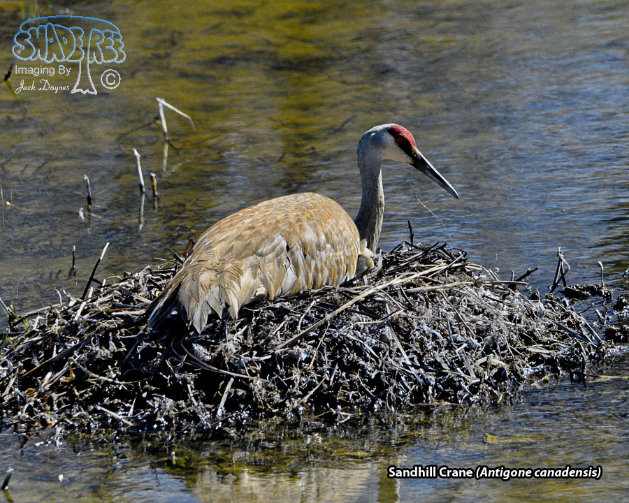 Sandhill Crane - Antigone canadensis