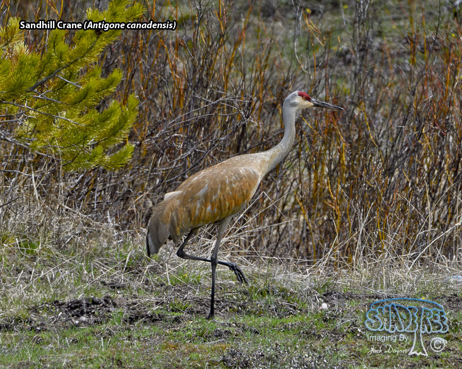 Sandhill Crane - Antigone canadensis