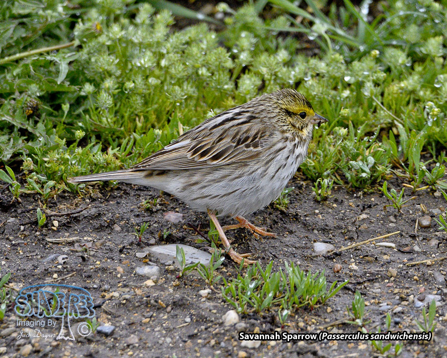 Savannah Sparrow - Passerculus sandwichensis