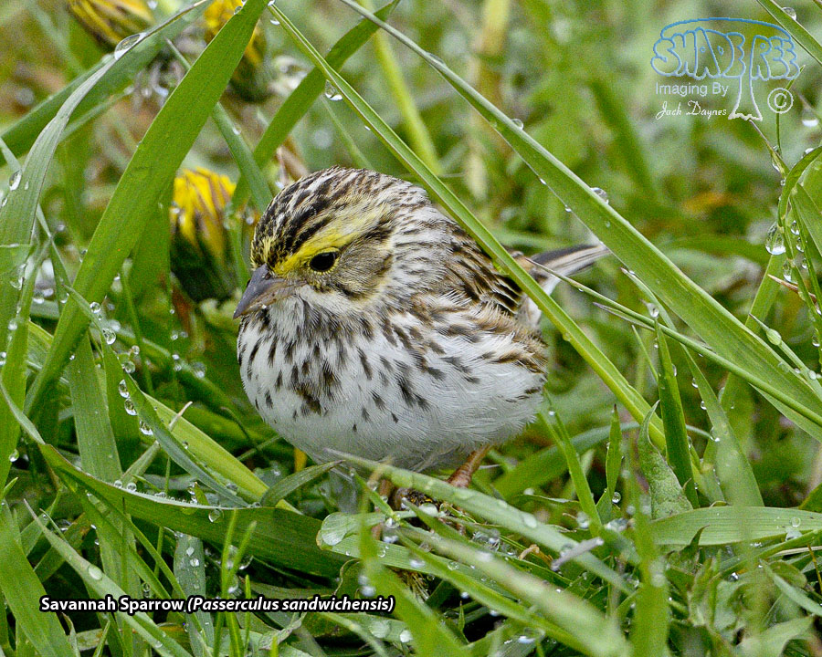 Savannah Sparrow - Passerculus sandwichensis
