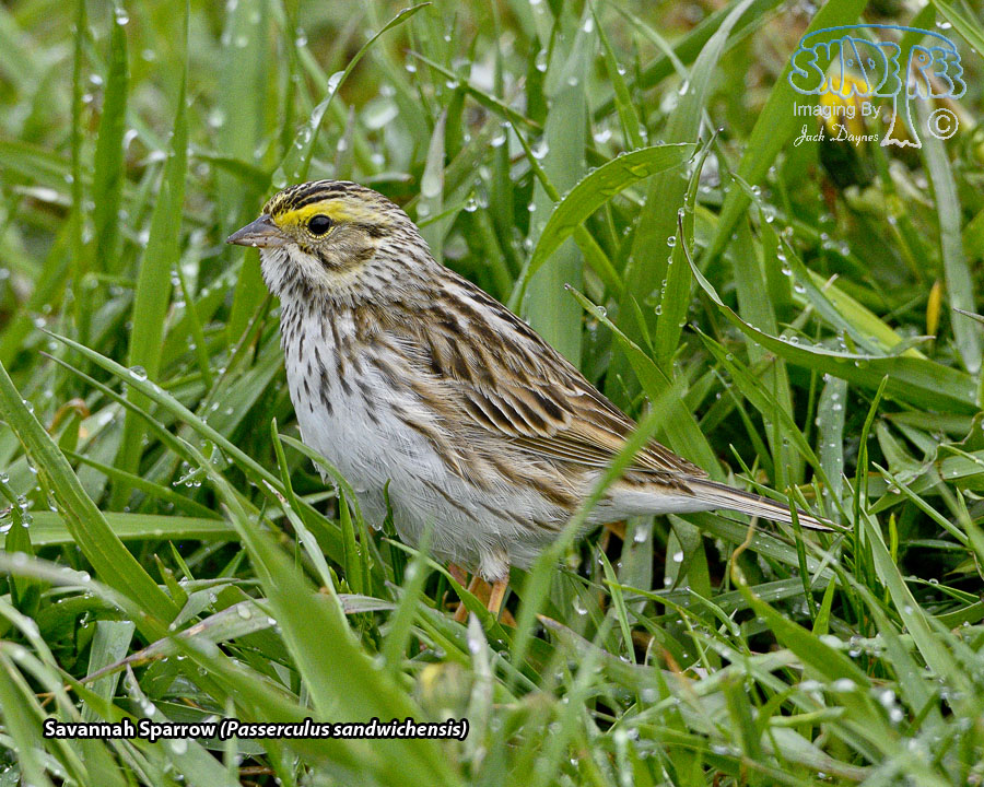 Savannah Sparrow - Passerculus sandwichensis