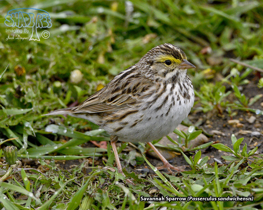 Savannah Sparrow - Passerculus sandwichensis