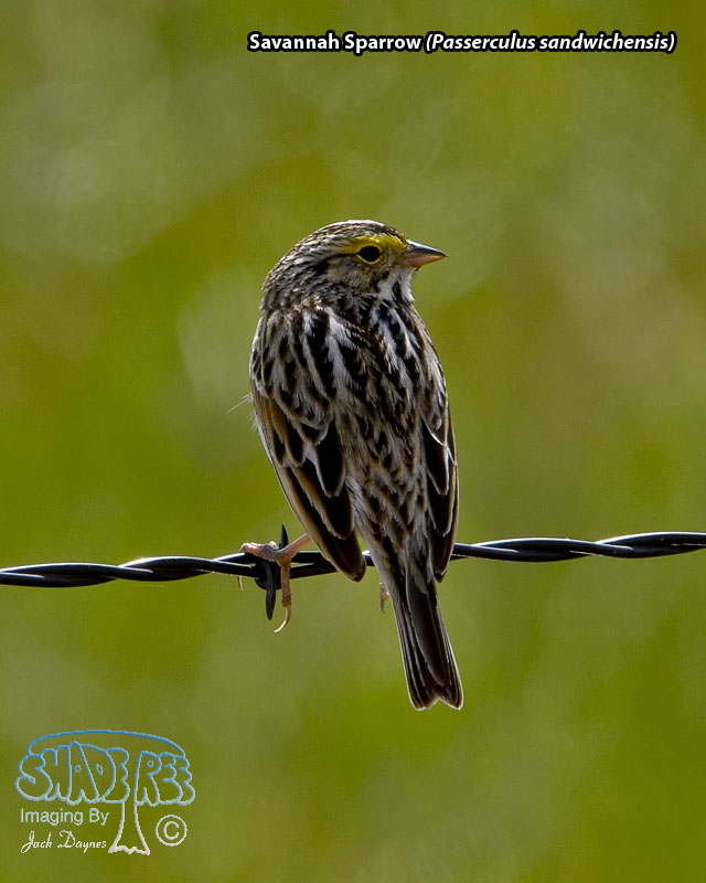Savannah Sparrow - Passerculus sandwichensis