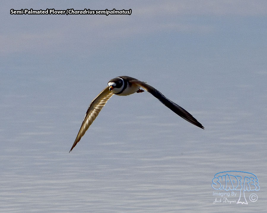 Semipalmated Plover - Charadrius semipalmatus
