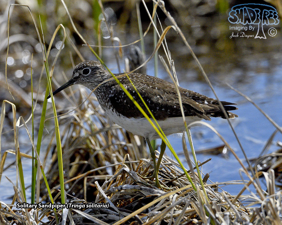 Solitary Sandpiper - Tringa solitaria
