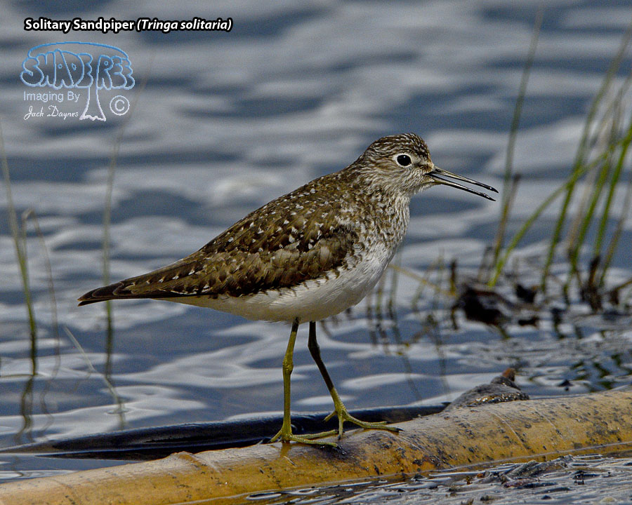 Solitary Sandpiper - Tringa solitaria