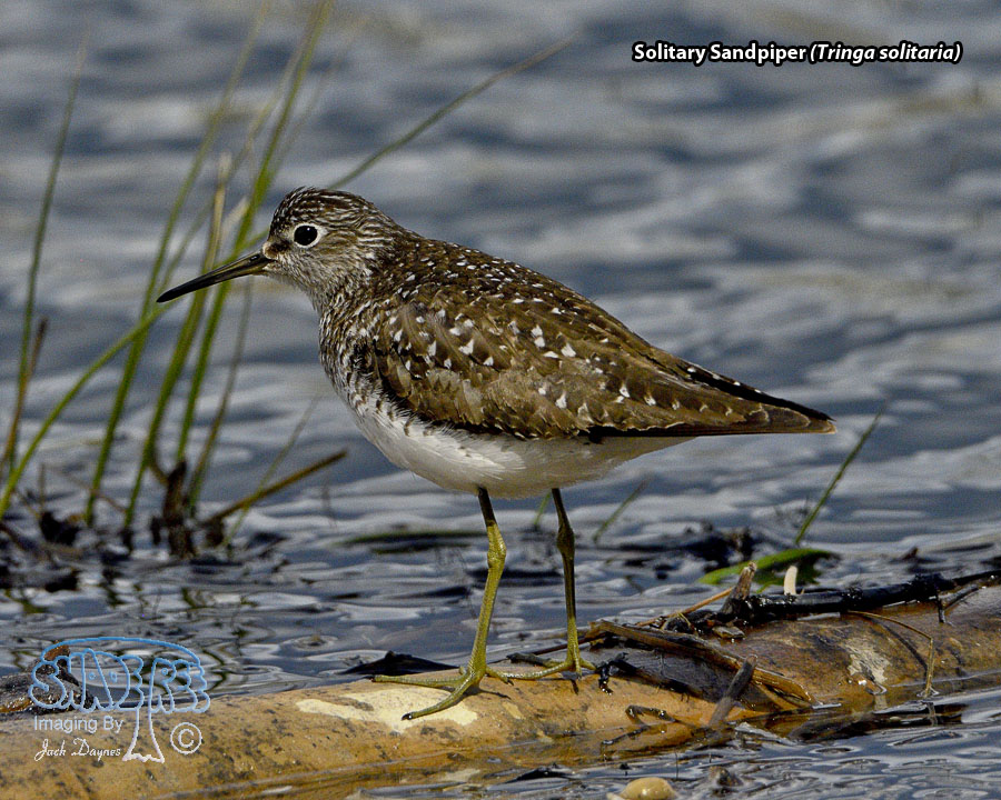 Solitary Sandpiper - Tringa solitaria