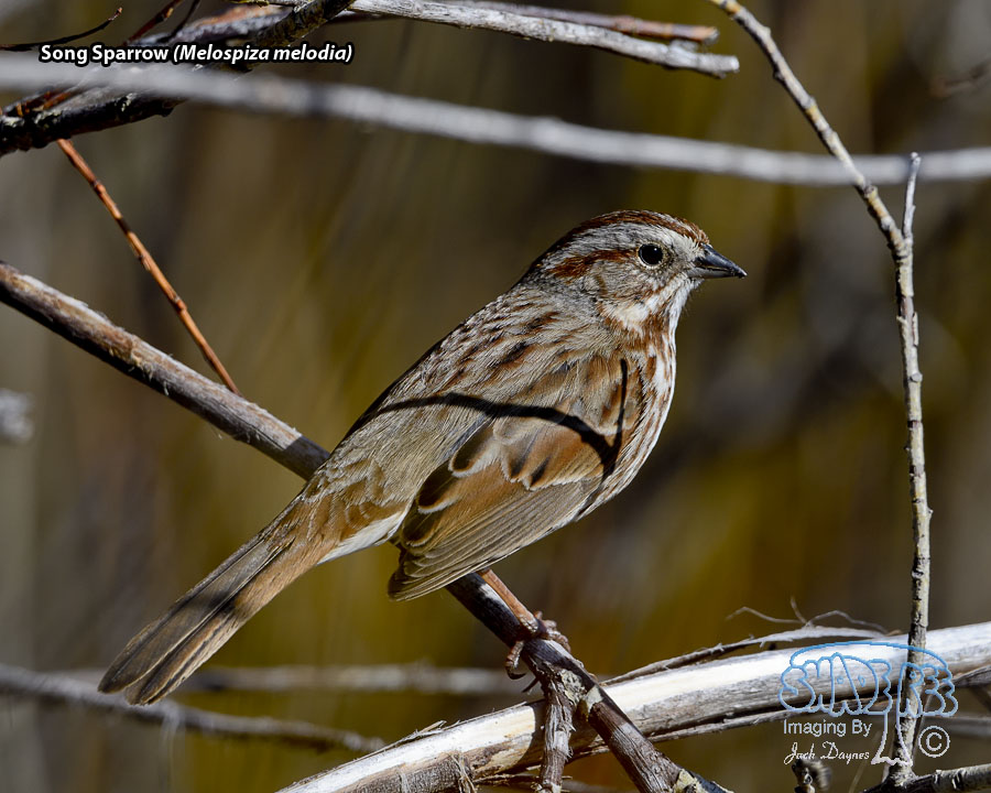 Song Sparrow - Melospiza melodia