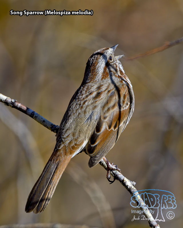 Song Sparrow - Melospiza melodia
