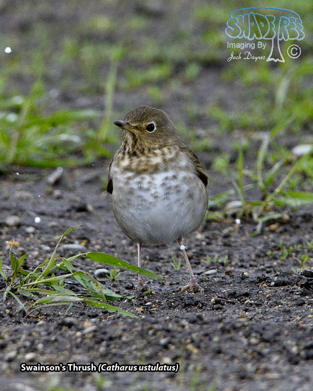 Swainson's Thrush - Catharus ustulatus