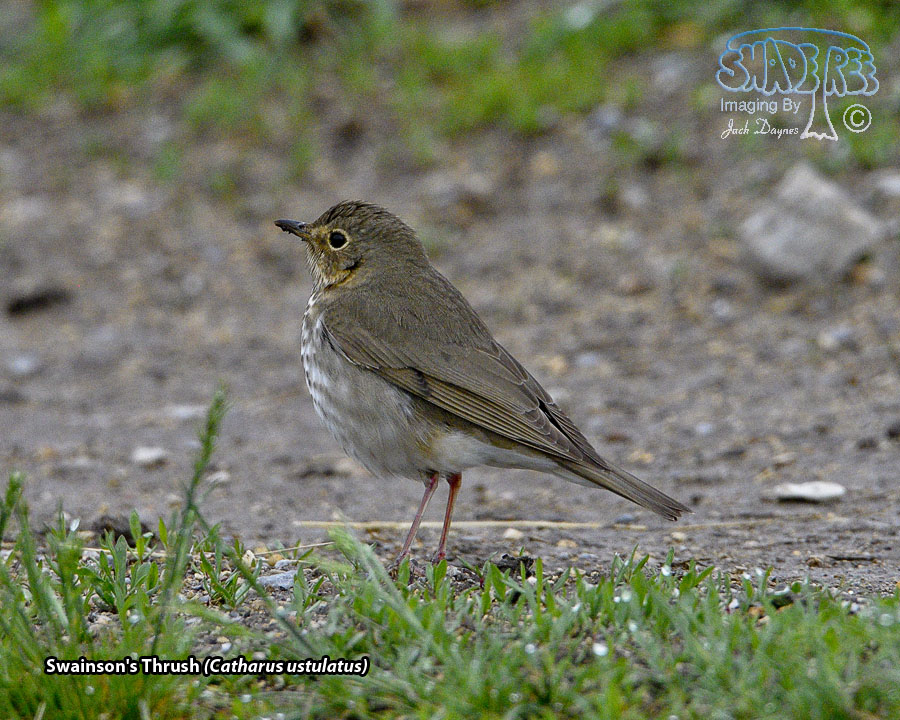 Swainson's Thrush - Catharus ustulatus