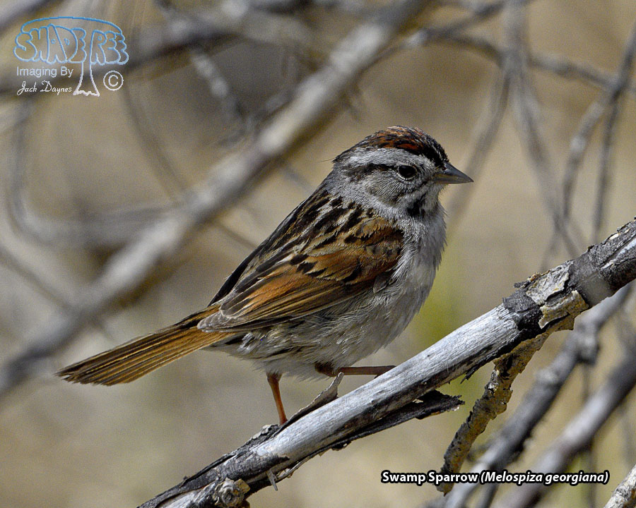 Swamp Sparrow - Melospiza georgiana