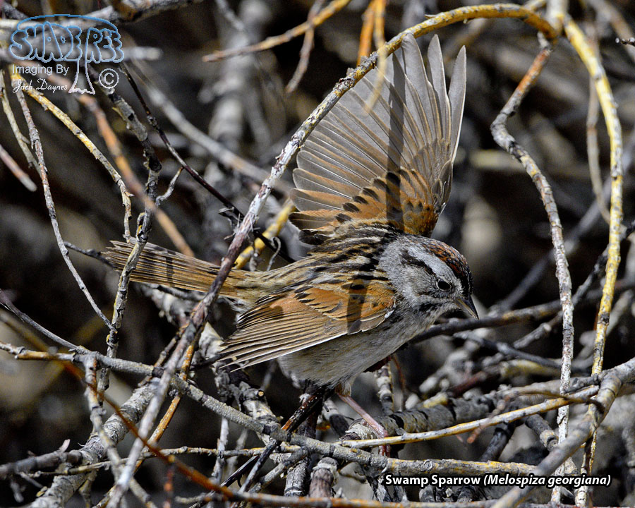 Swamp Sparrow - Melospiza georgiana