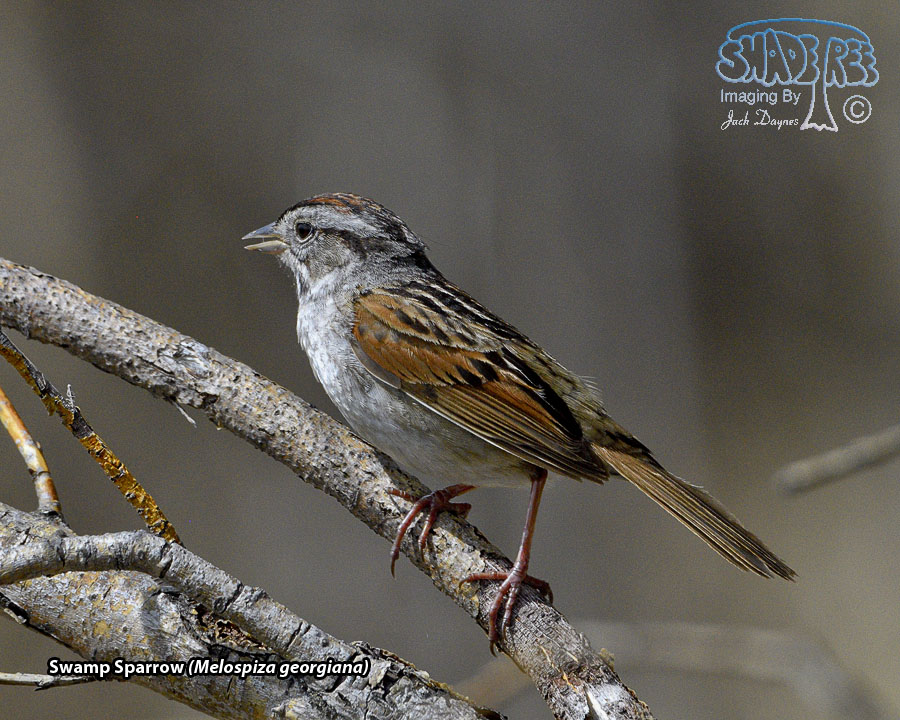 Swamp Sparrow - Melospiza georgiana