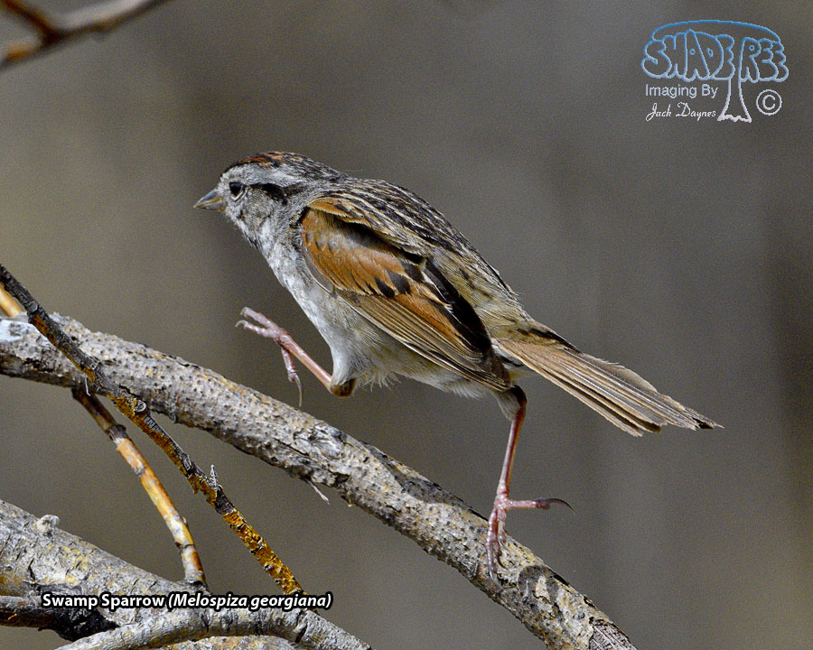 Swamp Sparrow - Melospiza georgiana