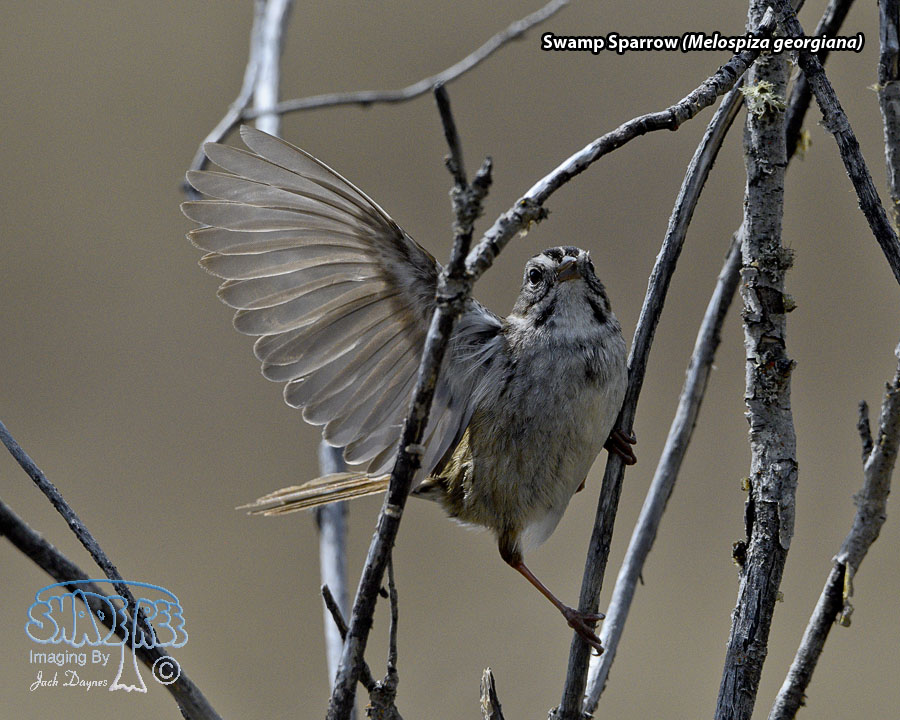 Swamp Sparrow - Melospiza georgiana