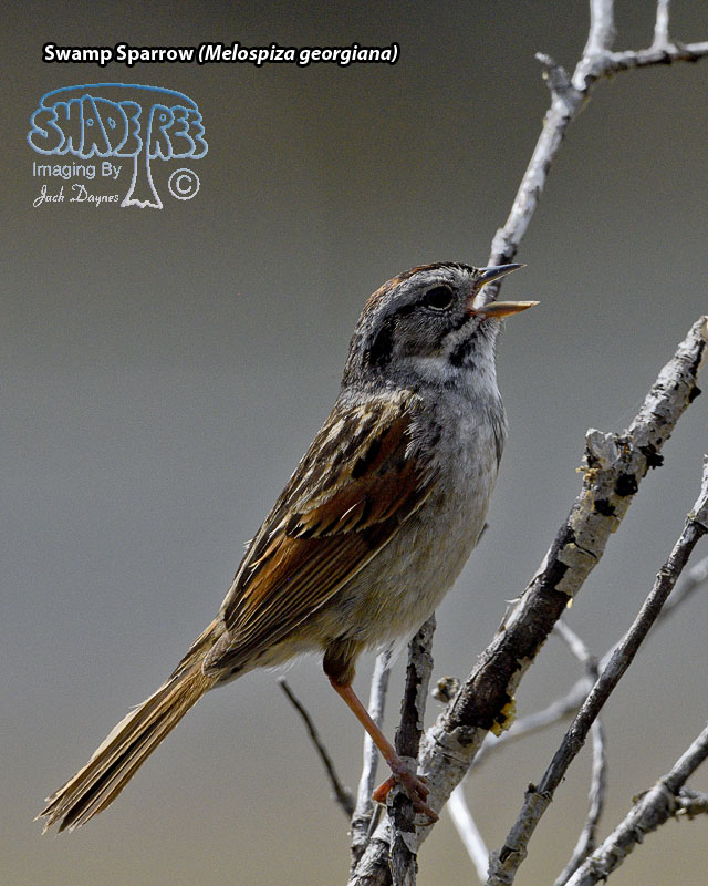 Swamp Sparrow - Melospiza georgiana