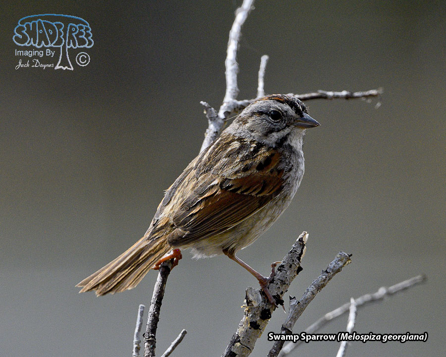 Swamp Sparrow - Melospiza georgiana