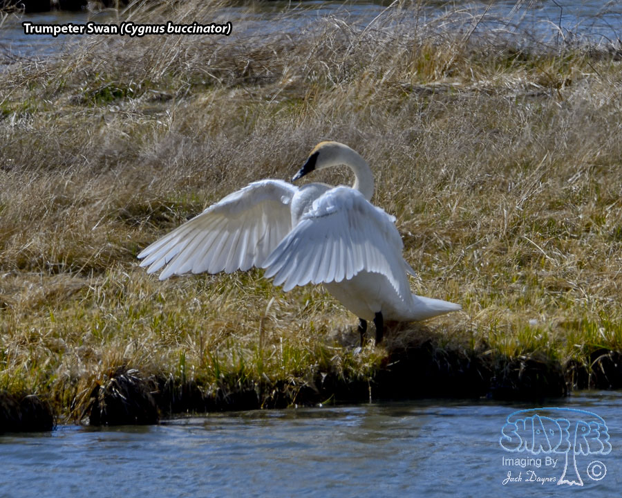 Trumpeter Swan - Cygnus buccinator