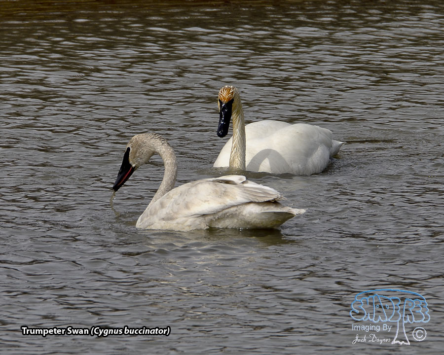 Trumpeter Swan - Cygnus buccinator