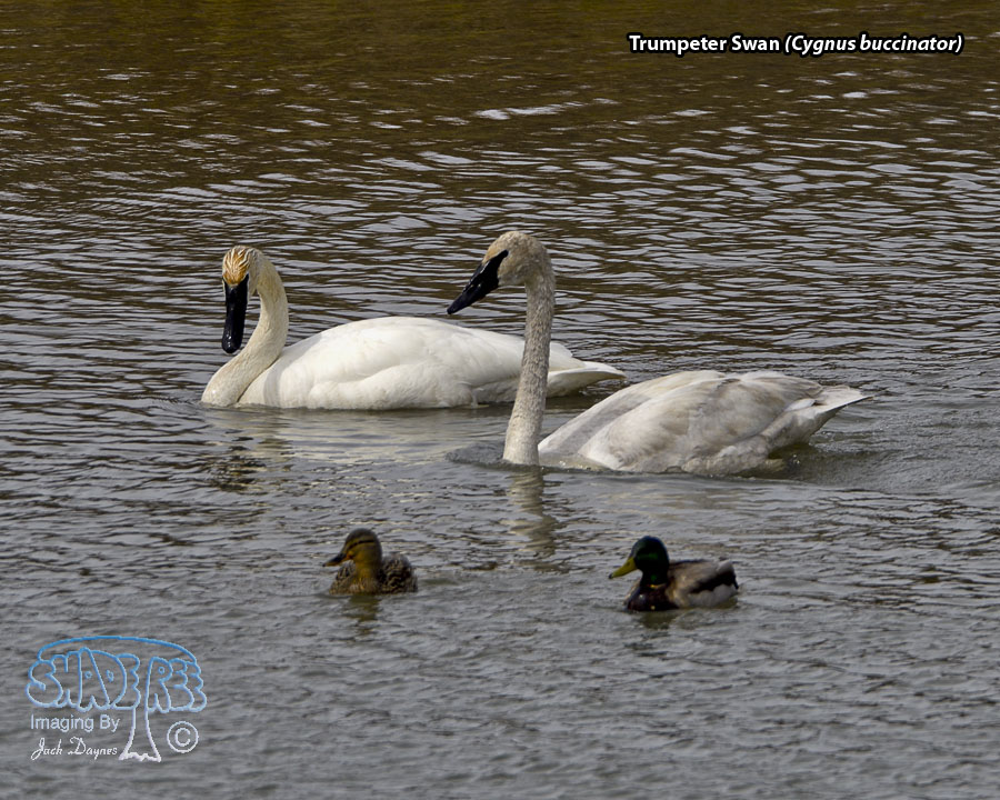 Trumpeter Swan - Cygnus buccinator