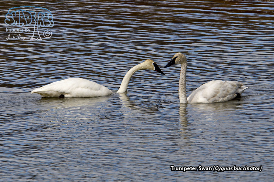 Trumpeter Swan - Cygnus buccinator