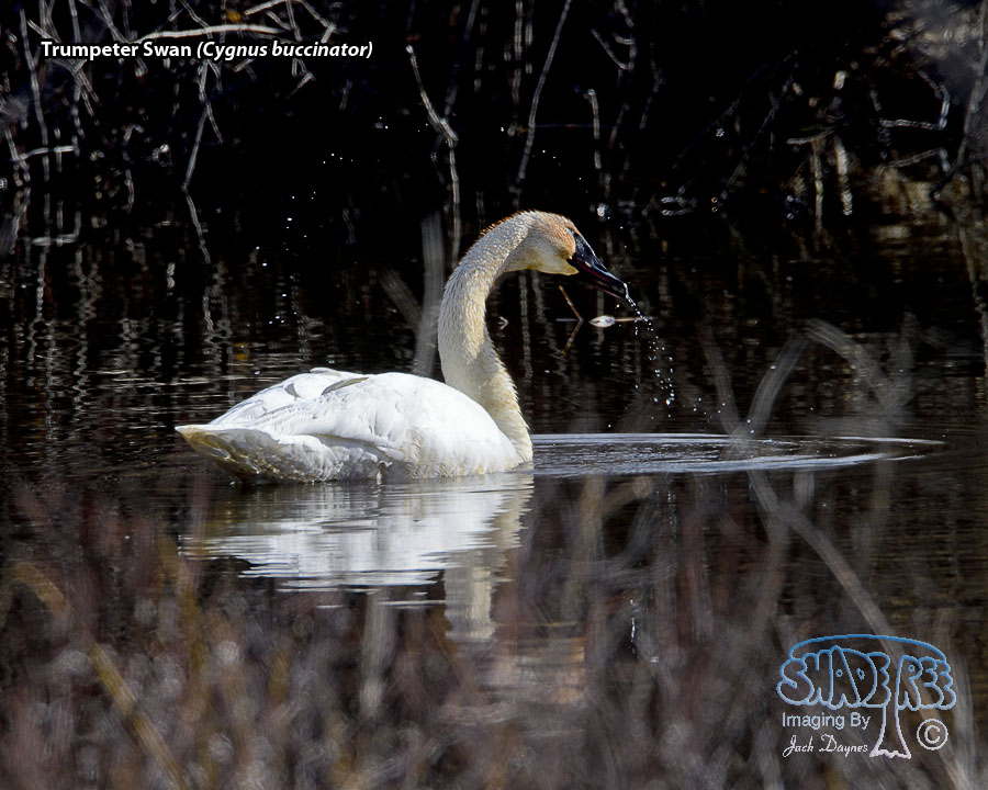 Trumpeter Swan - Cygnus buccinator