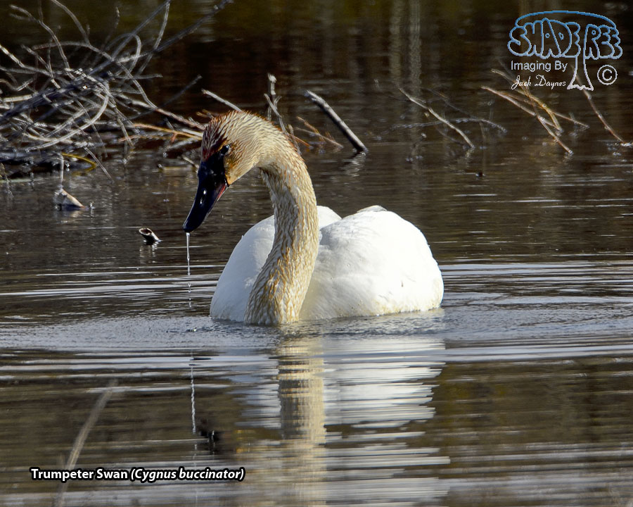 Trumpeter Swan - Cygnus buccinator