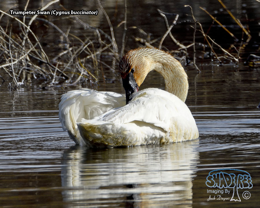 Trumpeter Swan - Cygnus buccinator