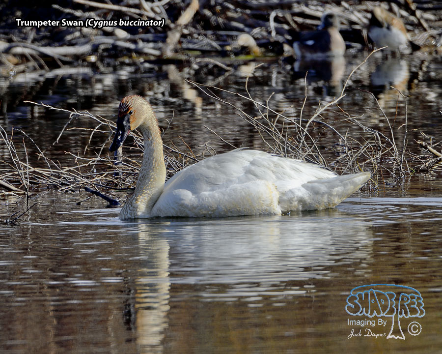 Trumpeter Swan - Cygnus buccinator
