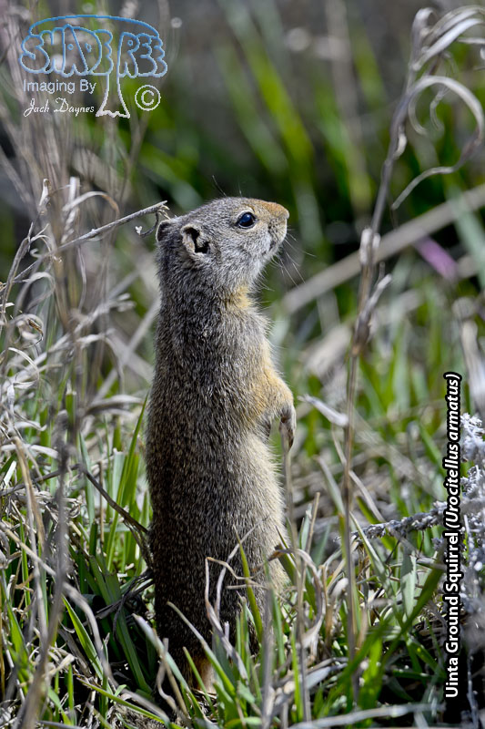 Uinta Ground Squirrel - Urocitellus armatus