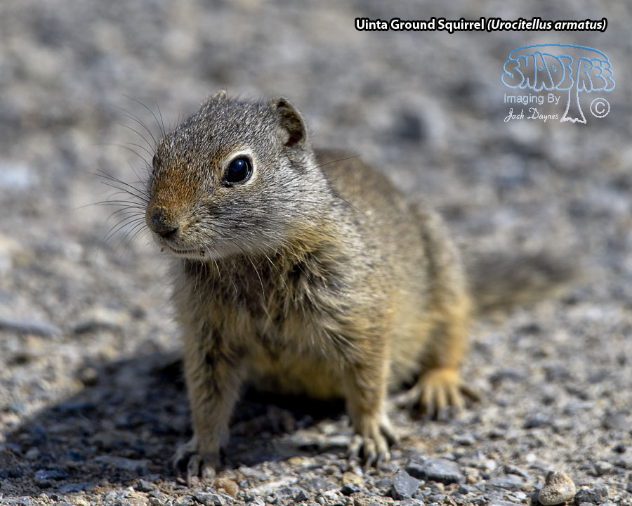 Uinta Ground Squirrel - Urocitellus armatus
