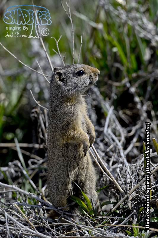 Uinta Ground Squirrel - Urocitellus armatus